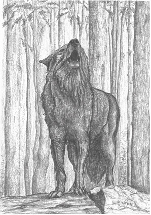 Heulender Merka der Wolf